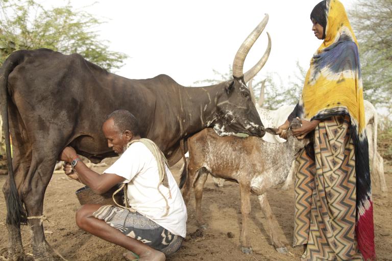  Credit: © FAO/Tamiru L