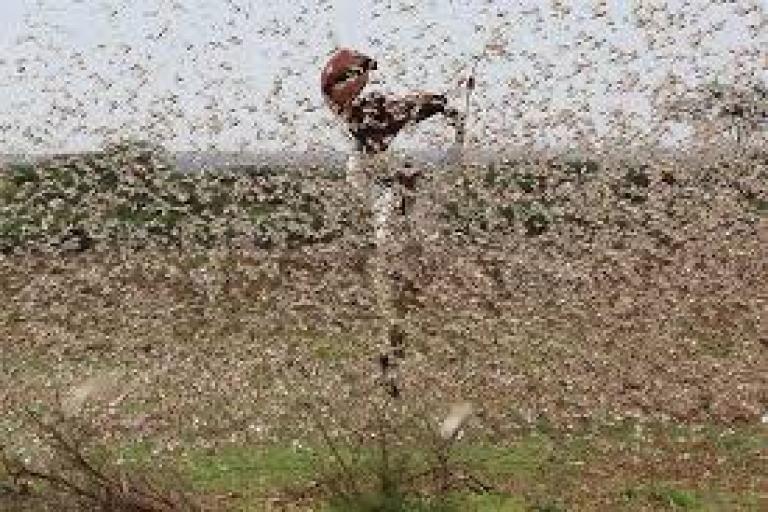 Desert locust crisis in East Africa, 2020