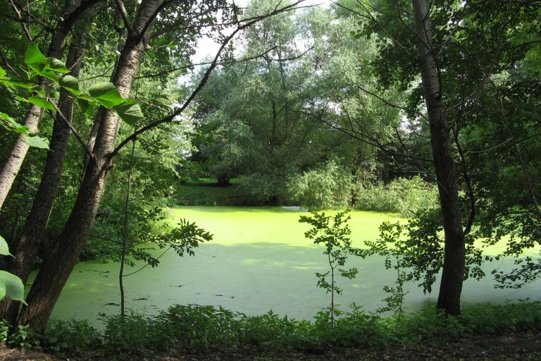   lake eutrophication