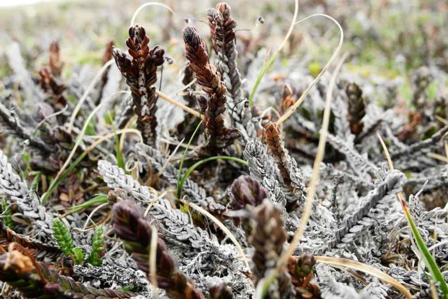 Trejhare A new era of extreme weather events in the Arctic