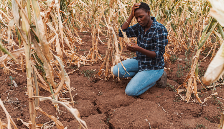 A person kneels on dry, cracked soil in a cornfield with wilting plants, examining the ground while holding their head in concern.