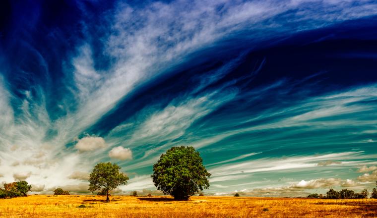 Two trees stand in a yellow field under a dramatic sky with sweeping clouds and deep blue tones.