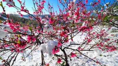 Snowballs in a tree