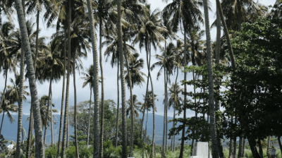 Tropical landscape with tall palm trees and an ocean view in the background.