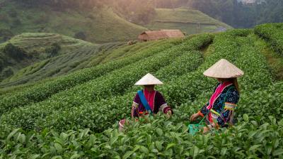 Two women are picking tea in a tea plantation.