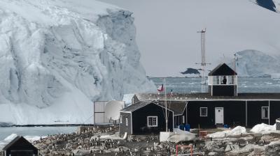 An antarctic penguin colony near an iceberg.