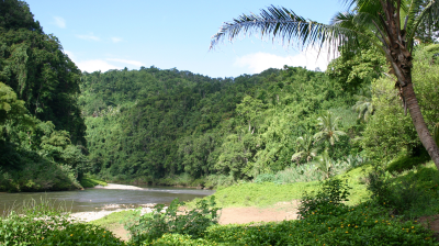 A river running through a lush green forest.