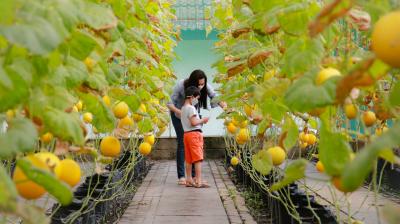 An adult and child stand in a greenhouse among rows of plants with yellow fruits, examining something together as the child holds a tablet.