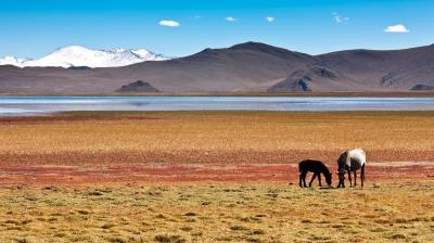 Two horses graze on a grassy plain with multicolored patches near a calm lake. Snow-capped mountains and a clear blue sky can be seen in the background.