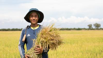 A person in a hat and blue long-sleeve shirt stands in a field holding a bundle of harvested crops.