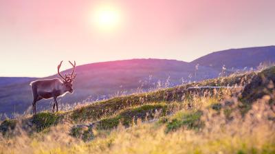 A reindeer with large antlers stands on a grassy hill at sunset, with rolling hills and a colorful sky in the background.