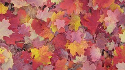 A dense layer of colorful autumn maple leaves in shades of red, orange, and yellow covers the ground.