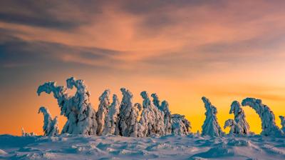 Snow-covered trees in a wintry landscape at sunset, with a gradient sky of orange and yellow hues.