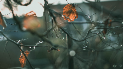Dried leaves hanging on bare branches with droplets of water, blurred background.