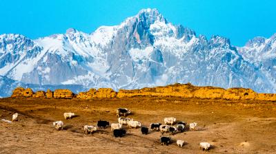 Herd of yaks grazing on a dry plain with a snow-capped mountain range in the background under a clear blue sky.