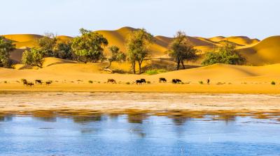 Camels walking near trees beside a reflective water body, with sand dunes in the background.