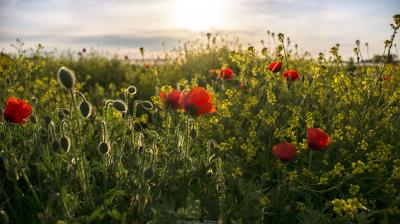 Red poppies and green wildflowers bloom in a sunlit field under a partly cloudy sky, with the sun low on the horizon.
