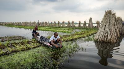 Two men in a small boat harvest aquatic plants in a flooded field, with bundles of dried plants stacked in rows along the water.