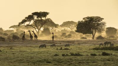 A group of giraffes stands near acacia trees while zebras graze on the grassy plain in a sunlit savanna landscape.