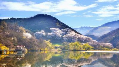 A calm lake reflects a hillside with blooming cherry trees and a small pavilion, under a partly cloudy sky.