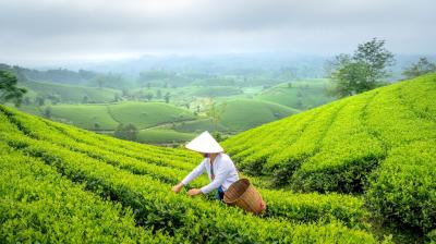 A person wearing a conical hat picks tea leaves on a lush green tea plantation with rolling hills in the background under a cloudy sky.