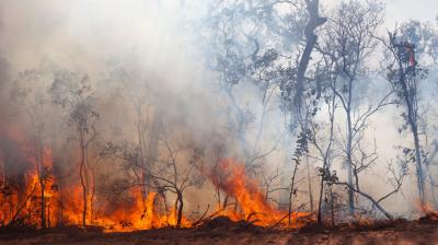 Wildfire burns through a forested area, with flames and thick smoke rising among trees and dry vegetation.