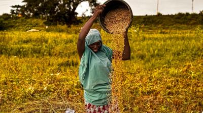 A person wearing a green headscarf and shirt pours a bucket of grains over a field with tall grass and trees in the background.