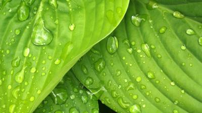 Close-up of green leaves with visible veins, covered in fresh water droplets.