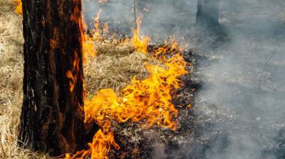 A wildfire burns dry grass and the base of a tree, producing orange flames and smoke.