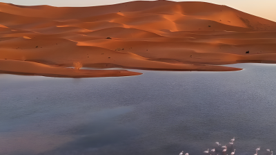 A group of flamingos stands in shallow water with large, orange sand dunes in the background under a clear sky.