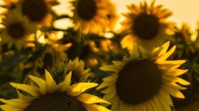 Close-up of several sunflowers with yellow petals, shown in warm sunlight, with a soft, blurred background of more sunflowers.