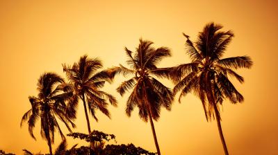 Silhouettes of tall palm trees with fronds against an orange sunset sky.
