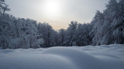 Snow-covered landscape with rounded snowdrifts in the foreground and frost-covered trees under a pale sun in a cloudy sky.