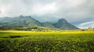 Lush green tea fields stretch out beneath tall, misty mountains under a cloudy sky.