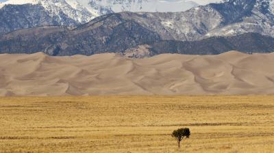 A lone tree stands in a dry grass field, with sand dunes behind it and snow-covered mountains in the background.