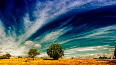 Two trees stand in a yellow field under a dramatic sky with sweeping clouds and deep blue tones.