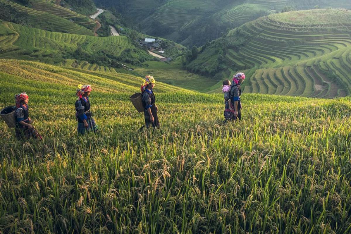 A group of people walking through rice fields in vietnam.