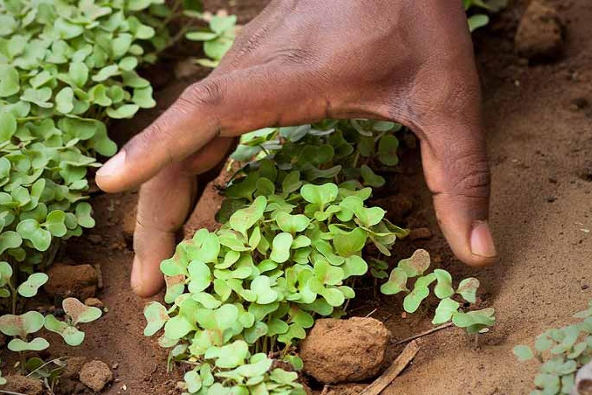 A hand tends to small green seedlings growing in soil.