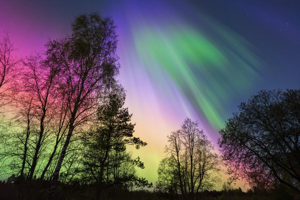Colorful aurora borealis with green, pink, and yellow lights illuminates the night sky above silhouettes of tall trees.