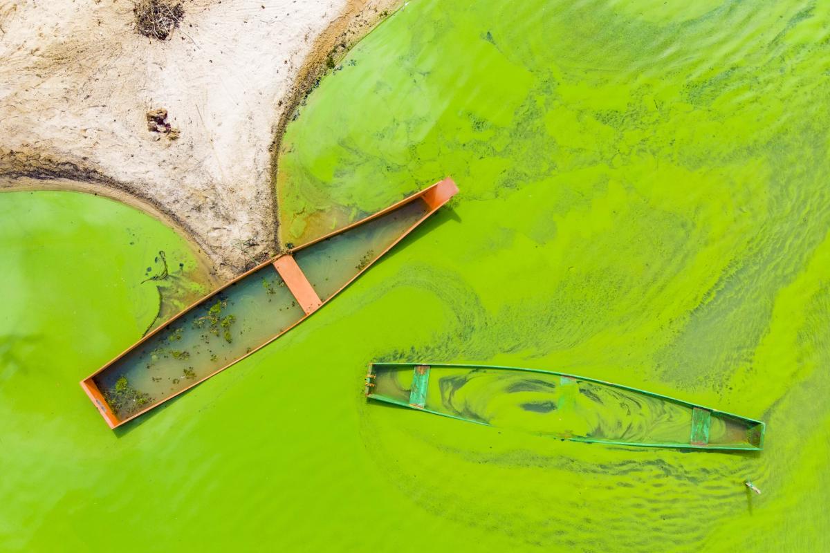 Two abandoned boats, one orange and one green, rest in bright green algae-covered water near a sandy shore.