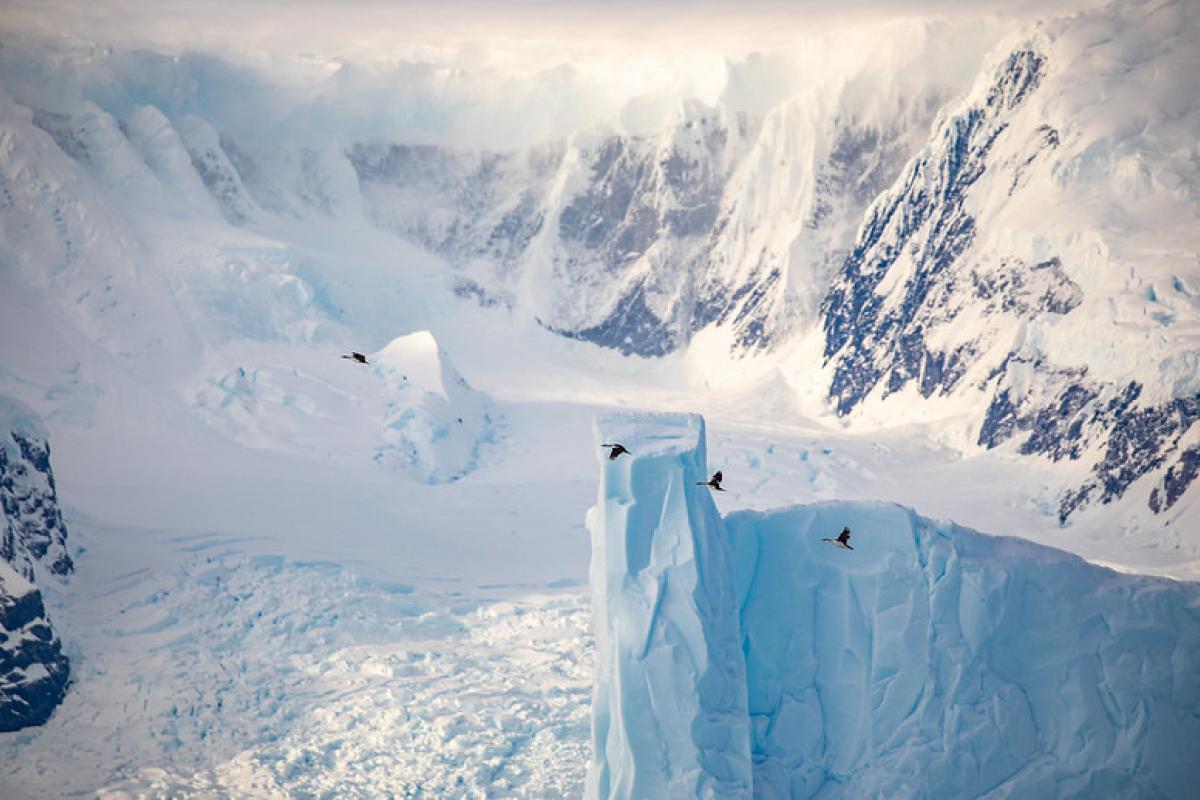 A group of birds flies near a tall, jagged iceberg set against a backdrop of snow-covered mountains and glaciers.