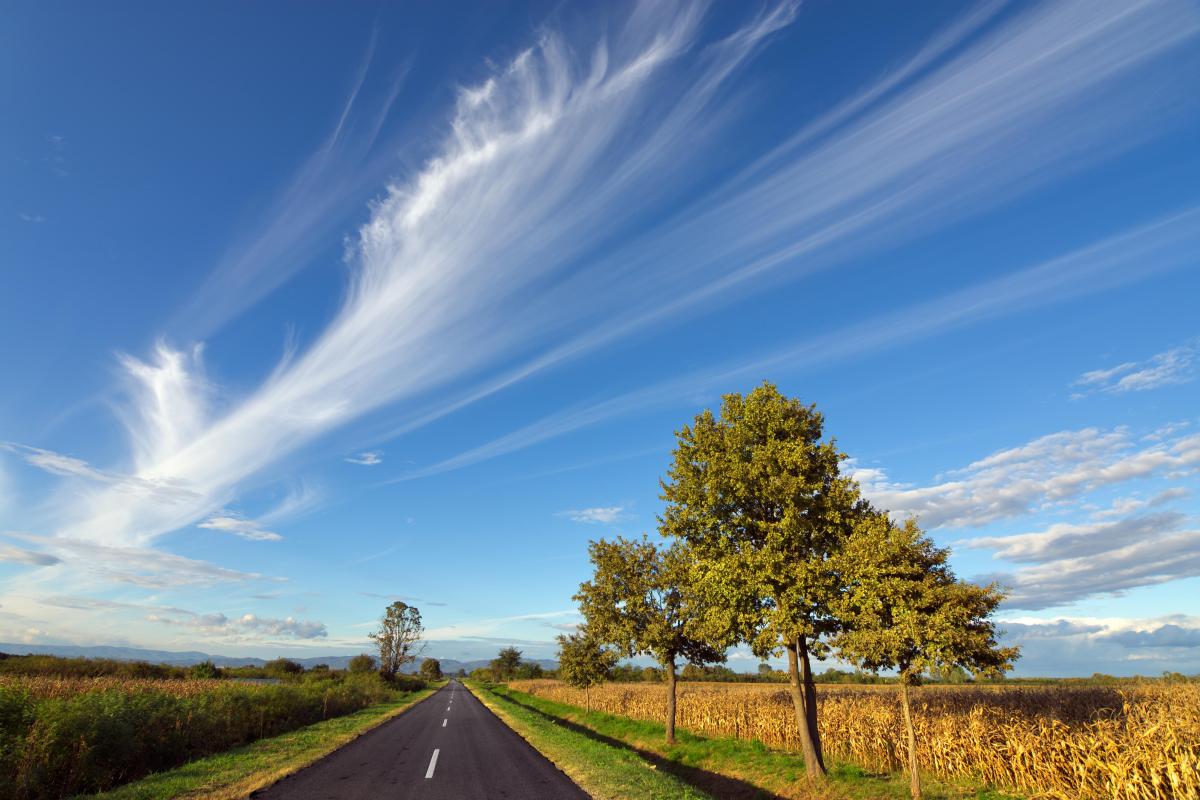 A straight rural road runs through fields with two large trees on the right; streaky clouds stretch across a bright blue sky.