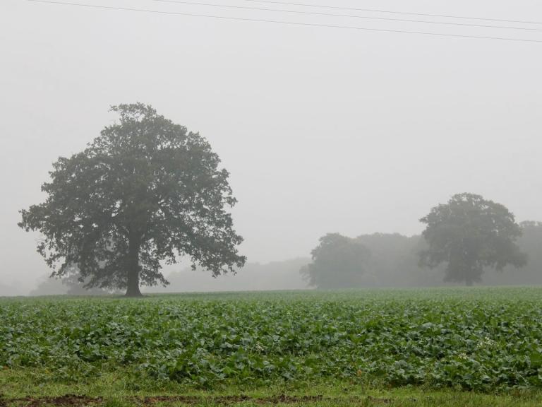 Stratus