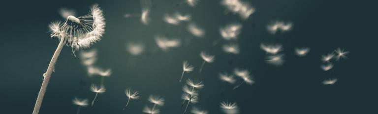 A dandelion blowing in the wind.