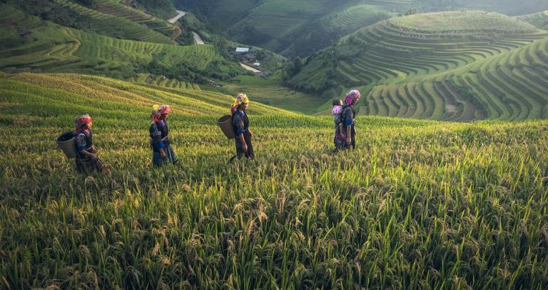 A group of people walking through rice fields in vietnam.