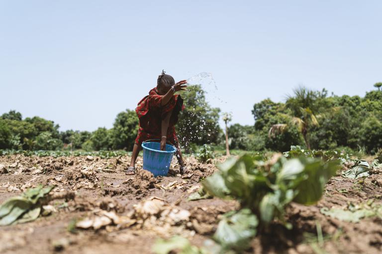 Little African girl watering dry cabbage plants by hand under a cloudless blue sky. 