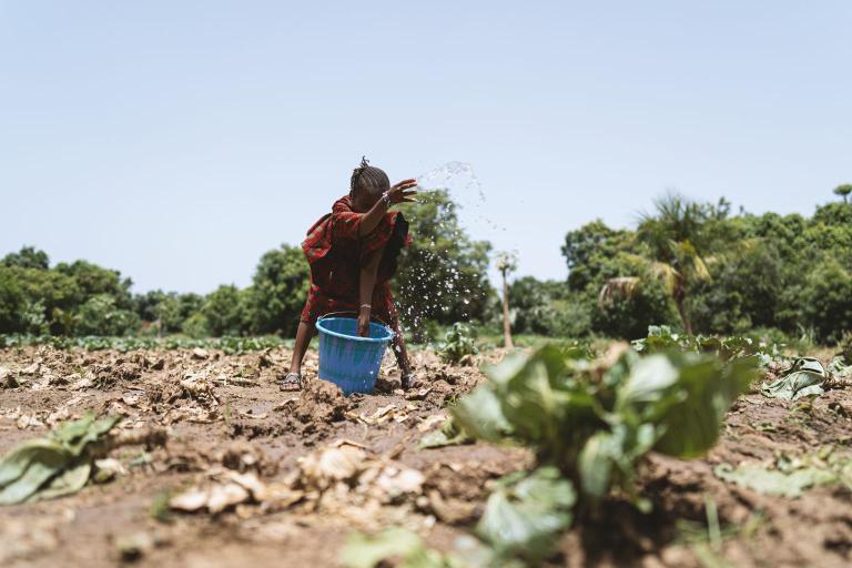 Little African girl watering dry cabbage plants by hand under a cloudless blue sky.