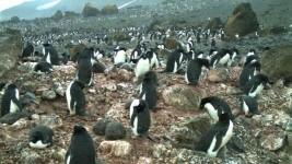 A large group of penguins on a rocky, barren landscape, with some boulders scattered around.