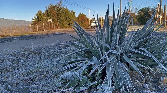 A frosted spiky plant grows near the edge of a quiet road on a cold morning, with trees and a parked white vehicle in the background.