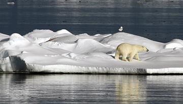 A polar bear walks on a snow-covered ice floe surrounded by calm water, with a bird perched on the ice in the background.